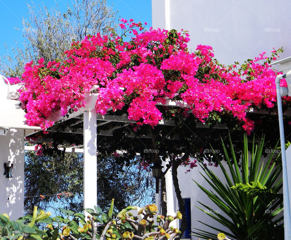 Bougainvillea in Santorini