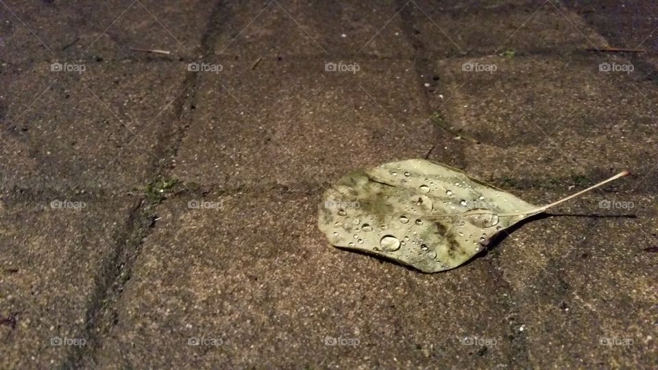 Leaf on brick