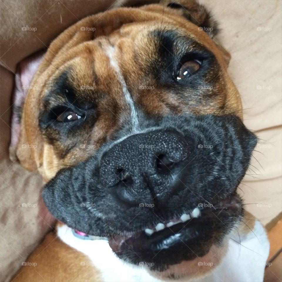 Smiling Boxer- she's a cutie!
