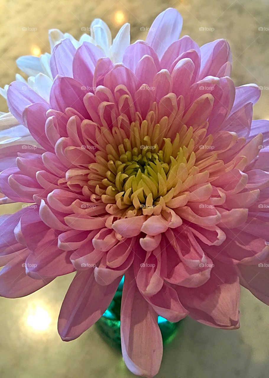 Pink Aster Flower.