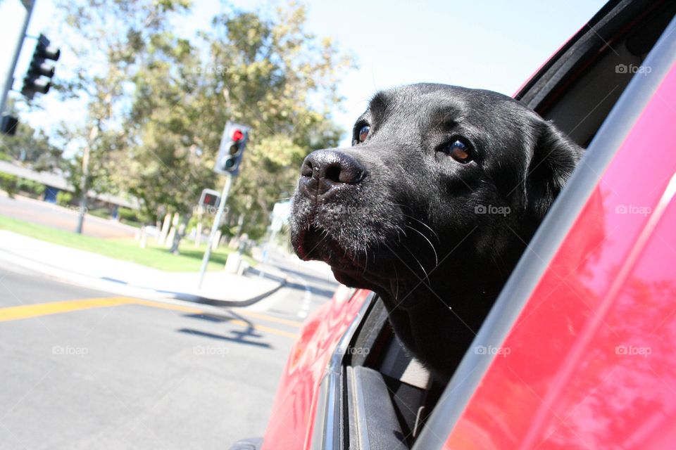 Black lab