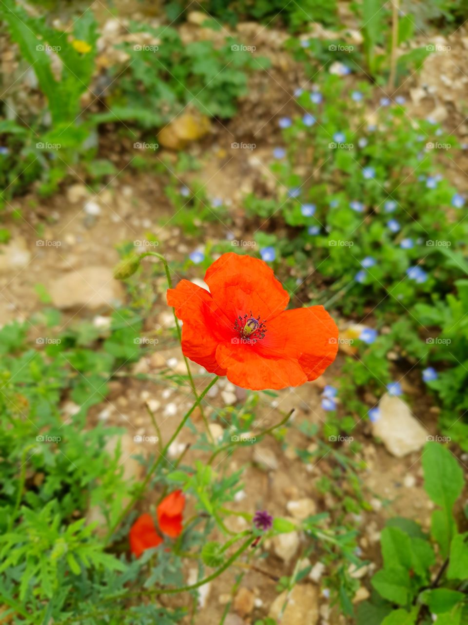 Poppy of the Somme