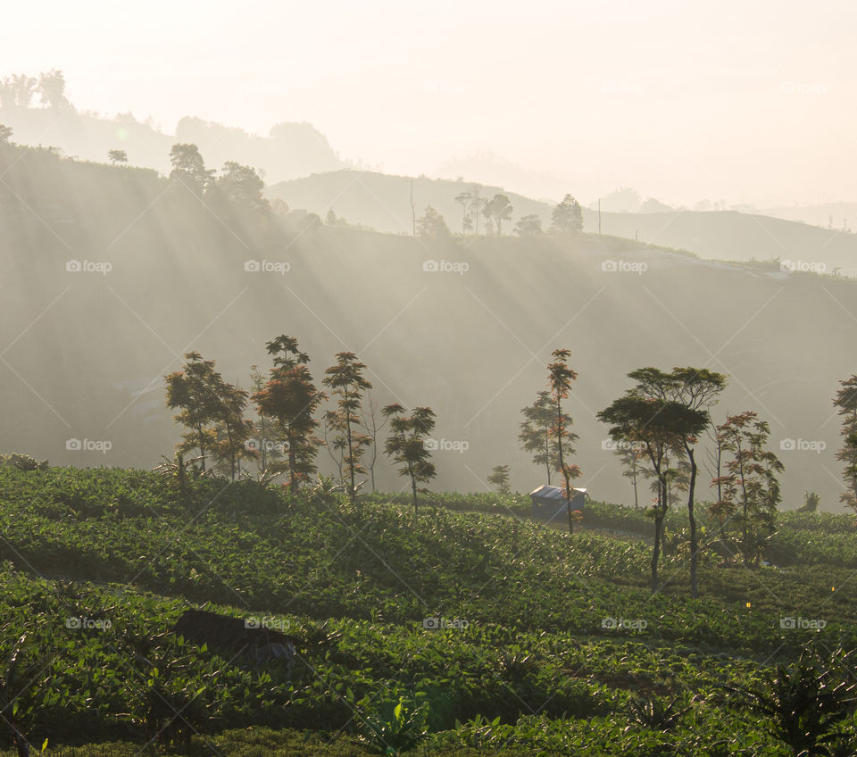 morning light in the hut