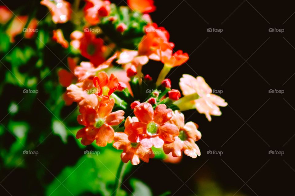 Small Orange and pink flowers on my garden, colorful and sunny day. Beautiful macro shot of the plants.