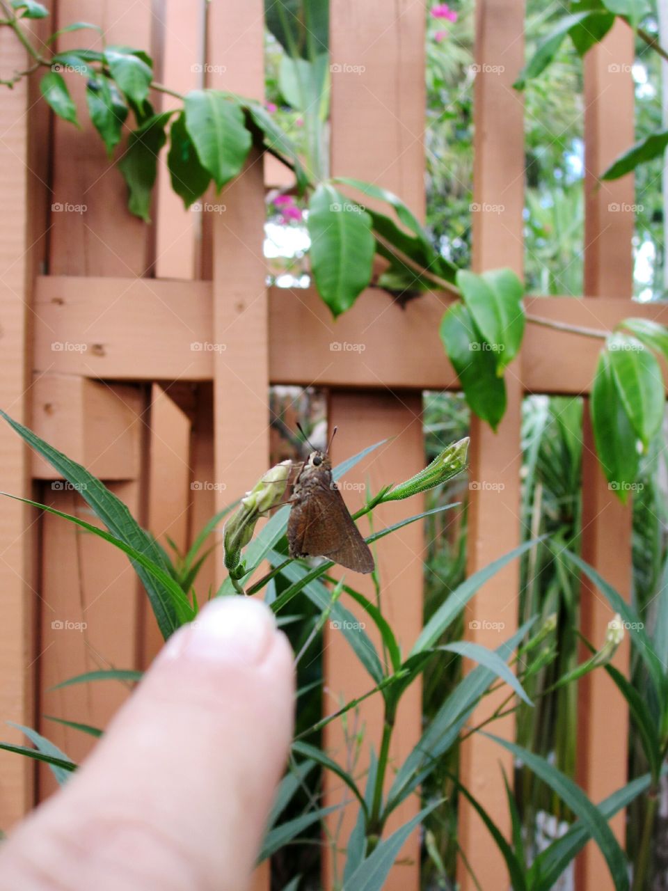 brown moth. brown moth in garden