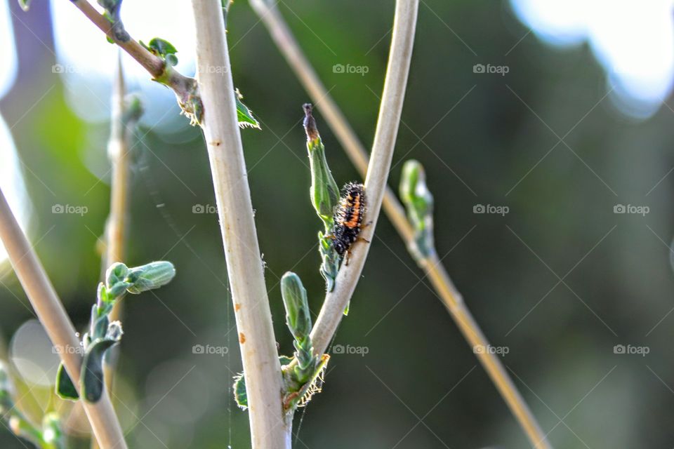 Nature's Little Wonder