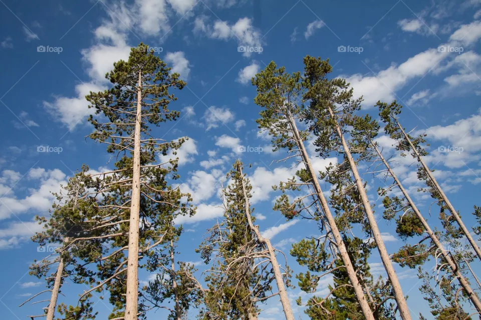 Look up