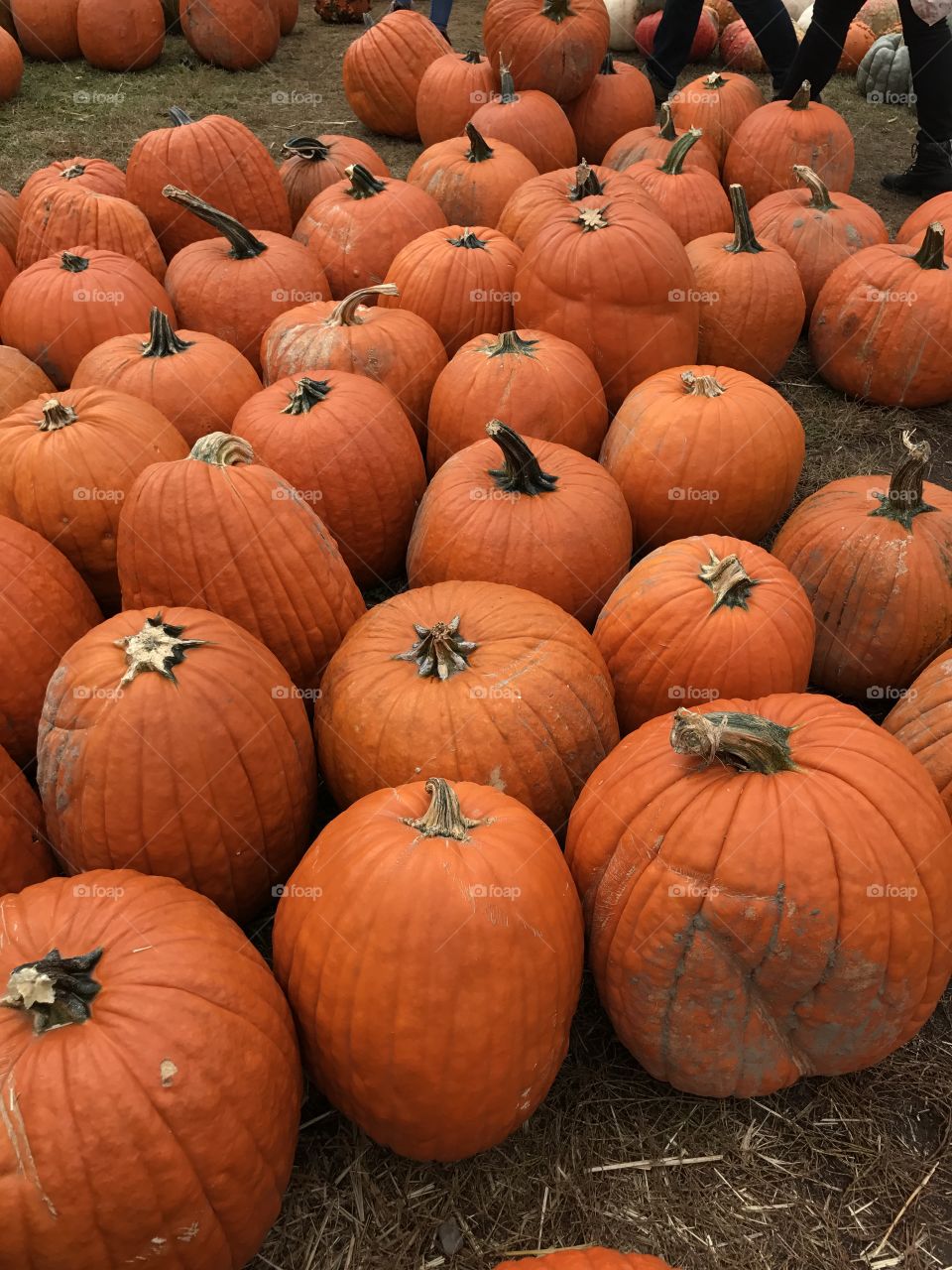 Orange pumpkins