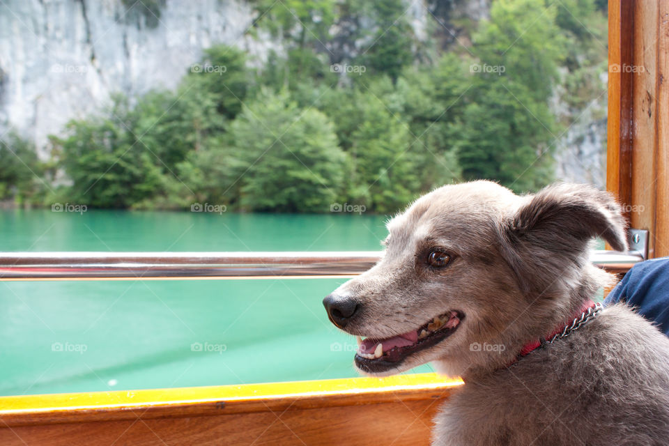 Close-up of dog