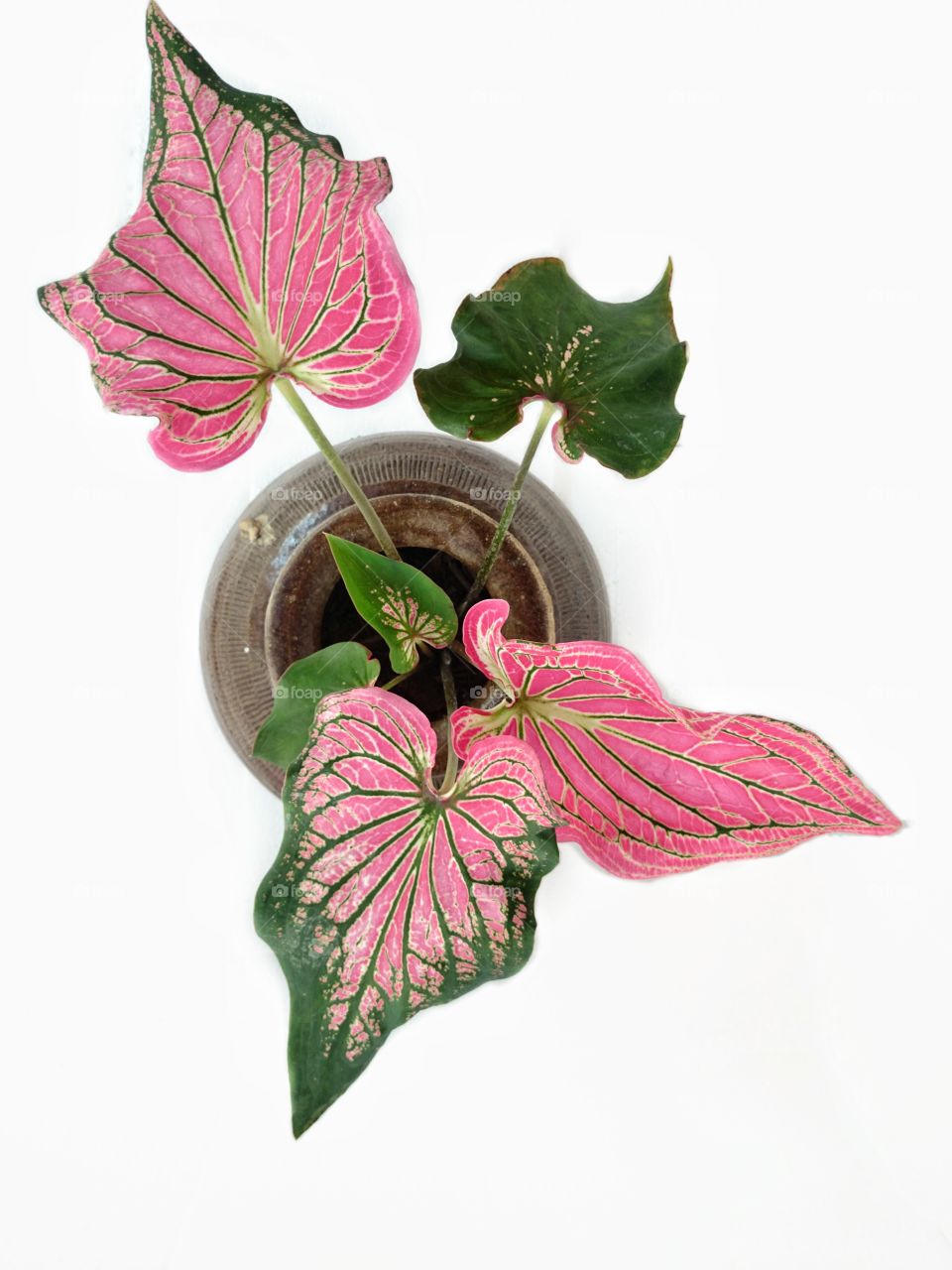 Caladium