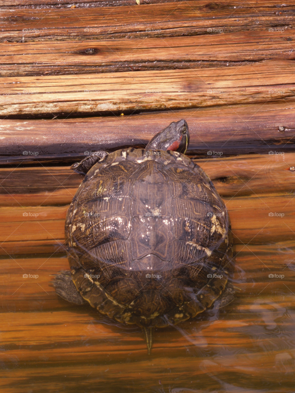 water turtle rio by doras