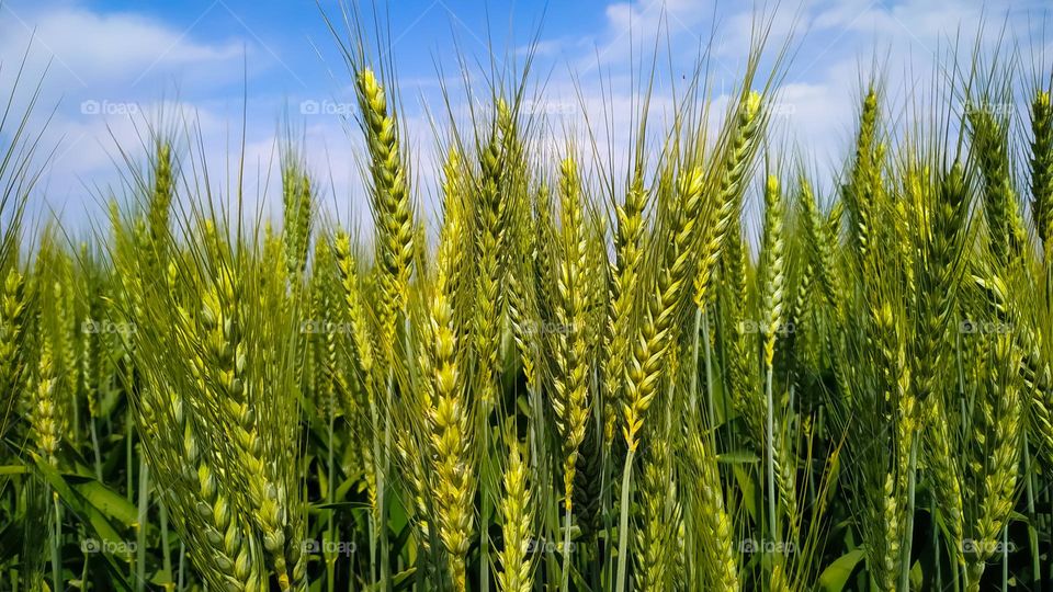 Green field full of wheat on blue sky and clouds