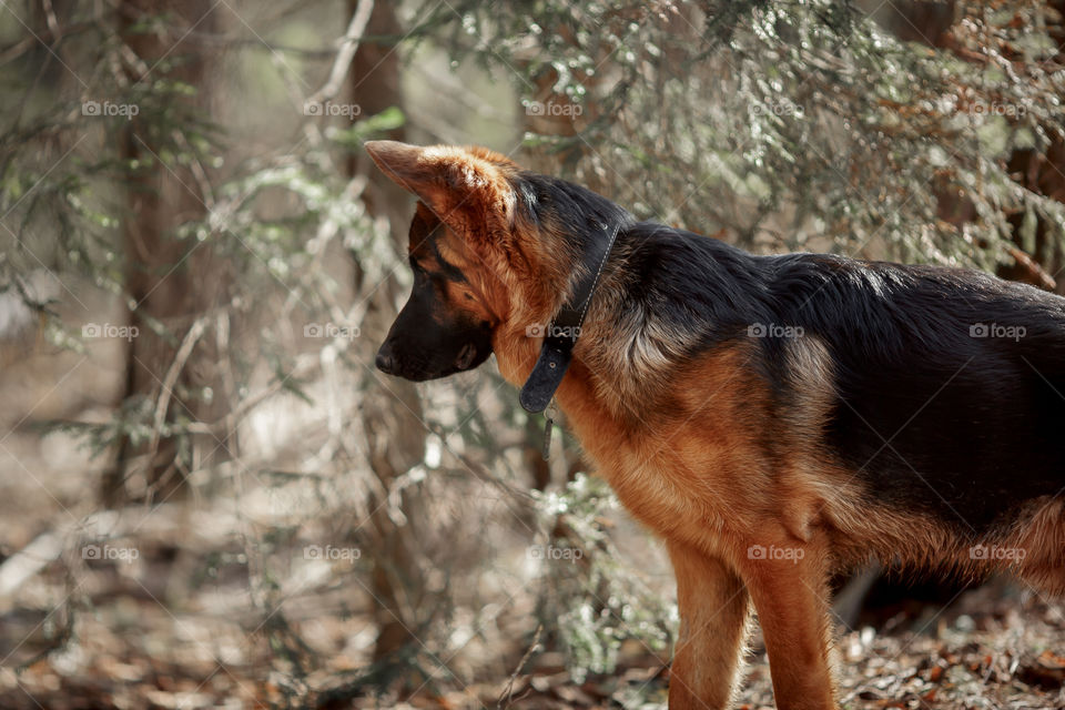 German shepherd 7-th months old puppy in a spring forest at sunny day