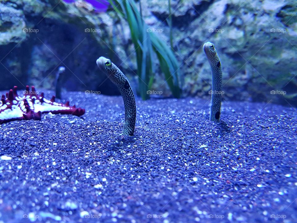 A couple of Sea Worms waiting at the bottom of the sea