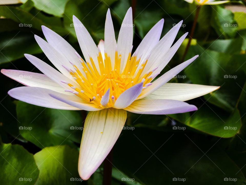 Water Lily @ Brooklyn Botanic