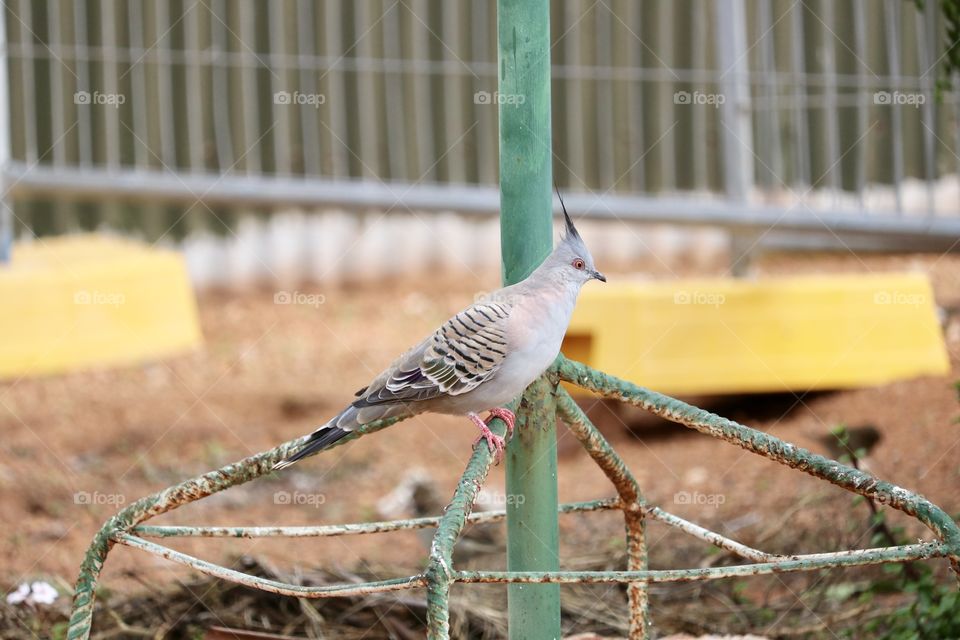 Crested pigeon perched on base of wrought iron antique bird feeder 