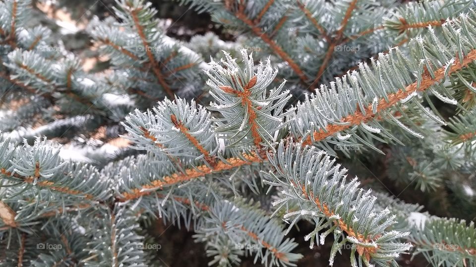 Forest in winter with frosted branches