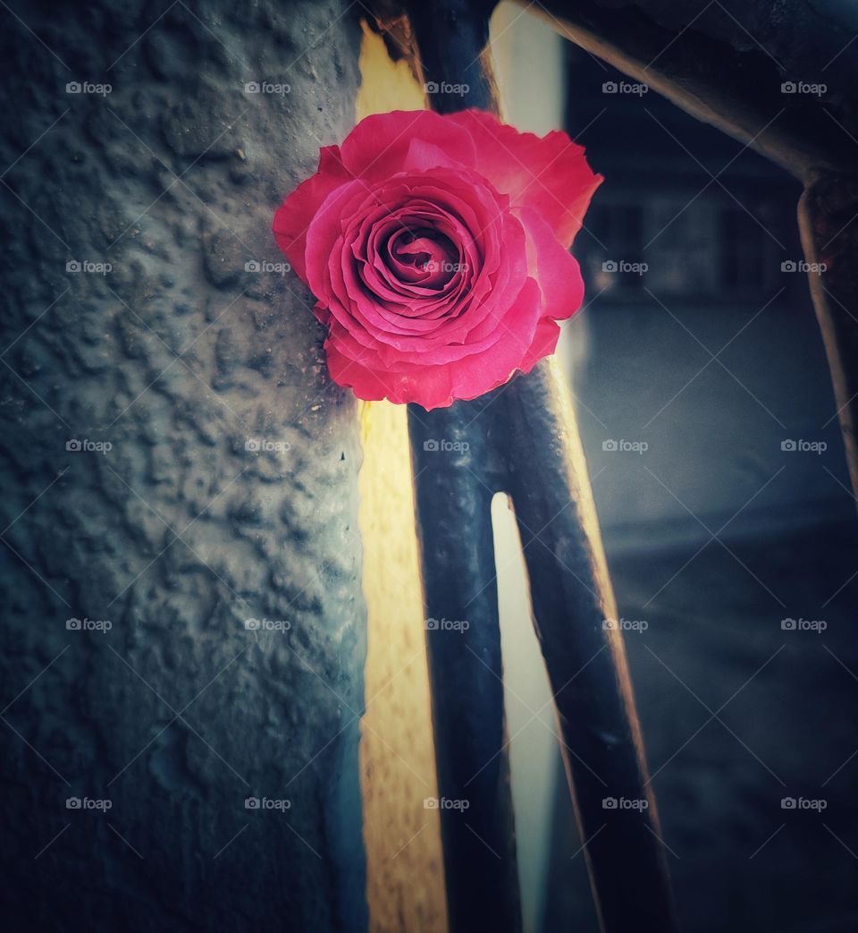 A pink rose