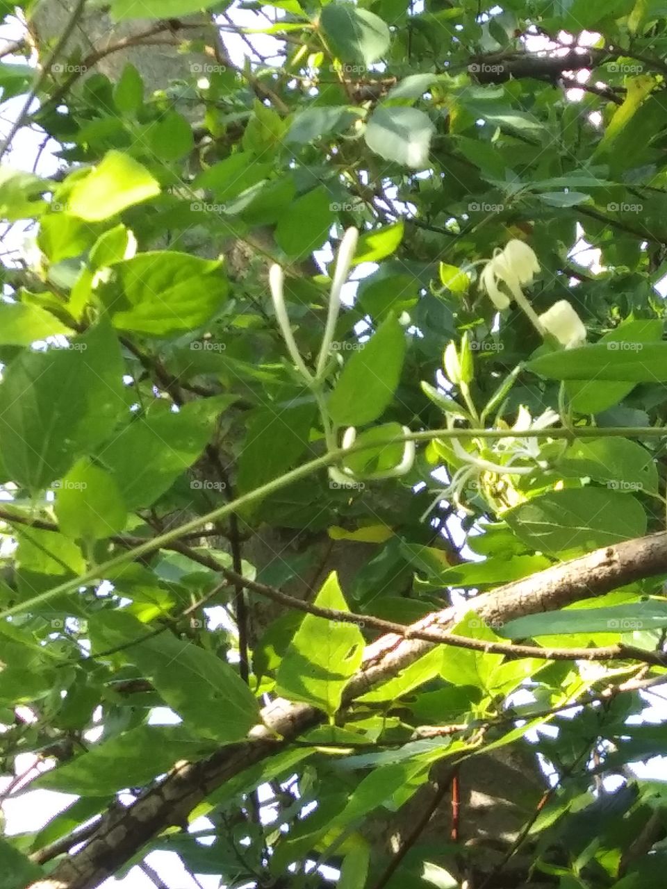 honeysuckle in a tree