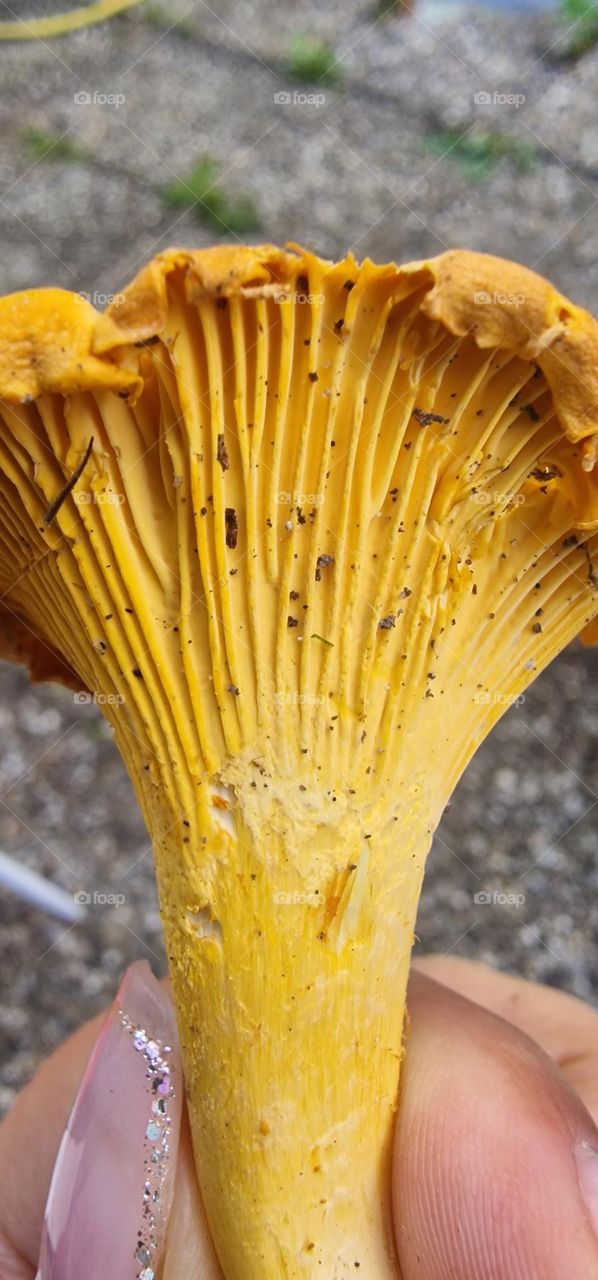 Forest yellow mushroom