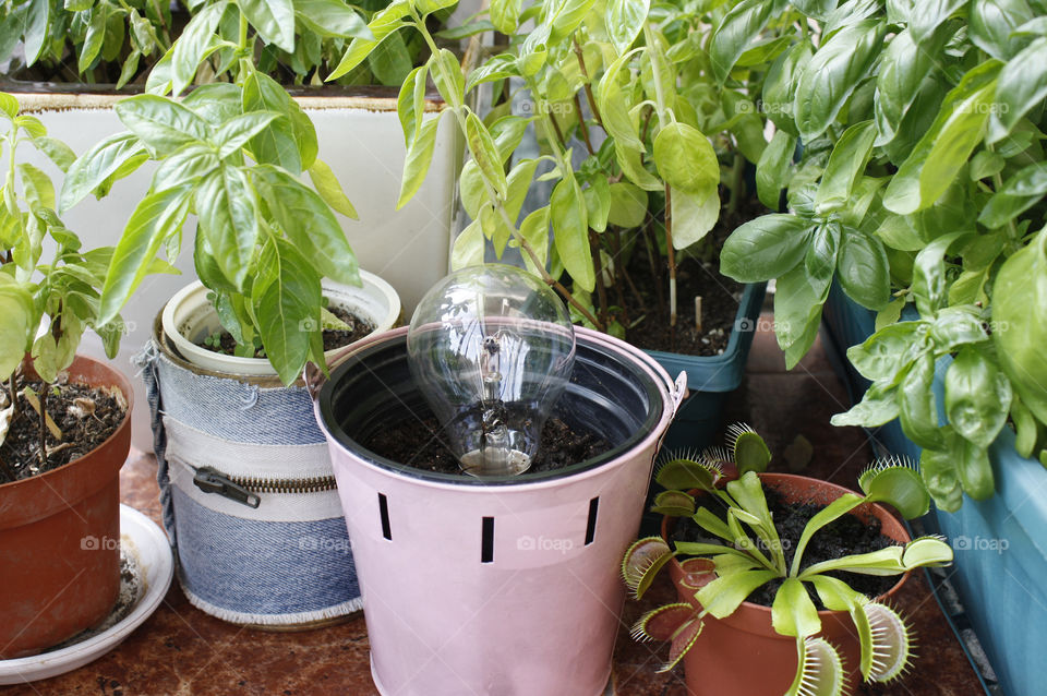 A bulb growth in a basil homegarden