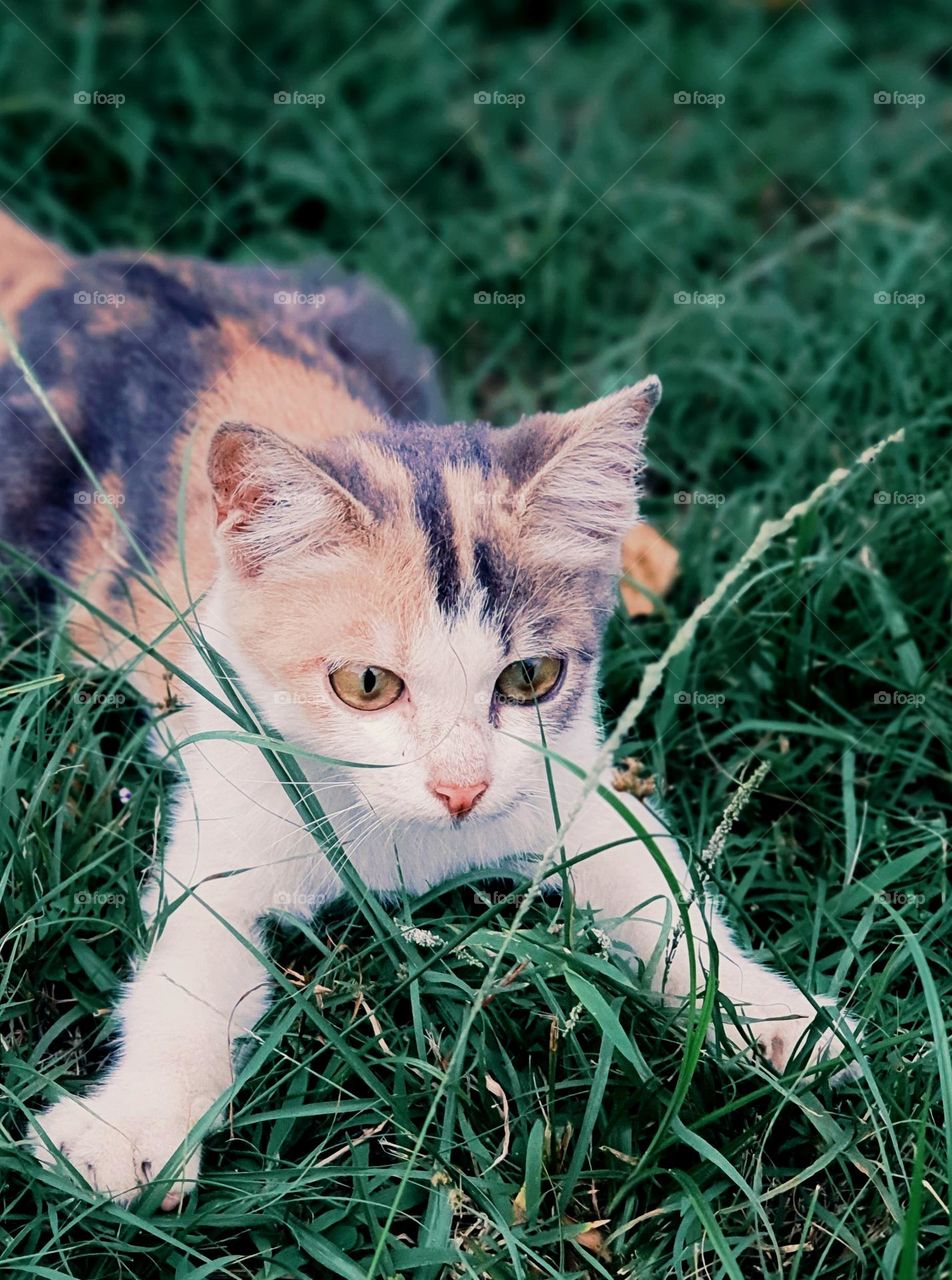 Calico Cat Hand Spread