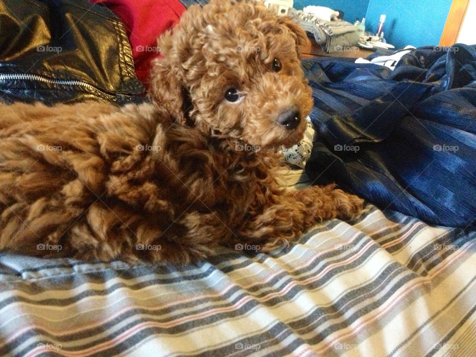 Brown puppy sitting on bed