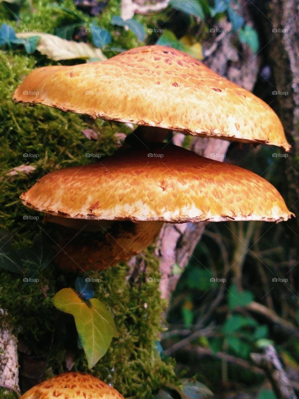 Beautiful mushrooms in autumn day