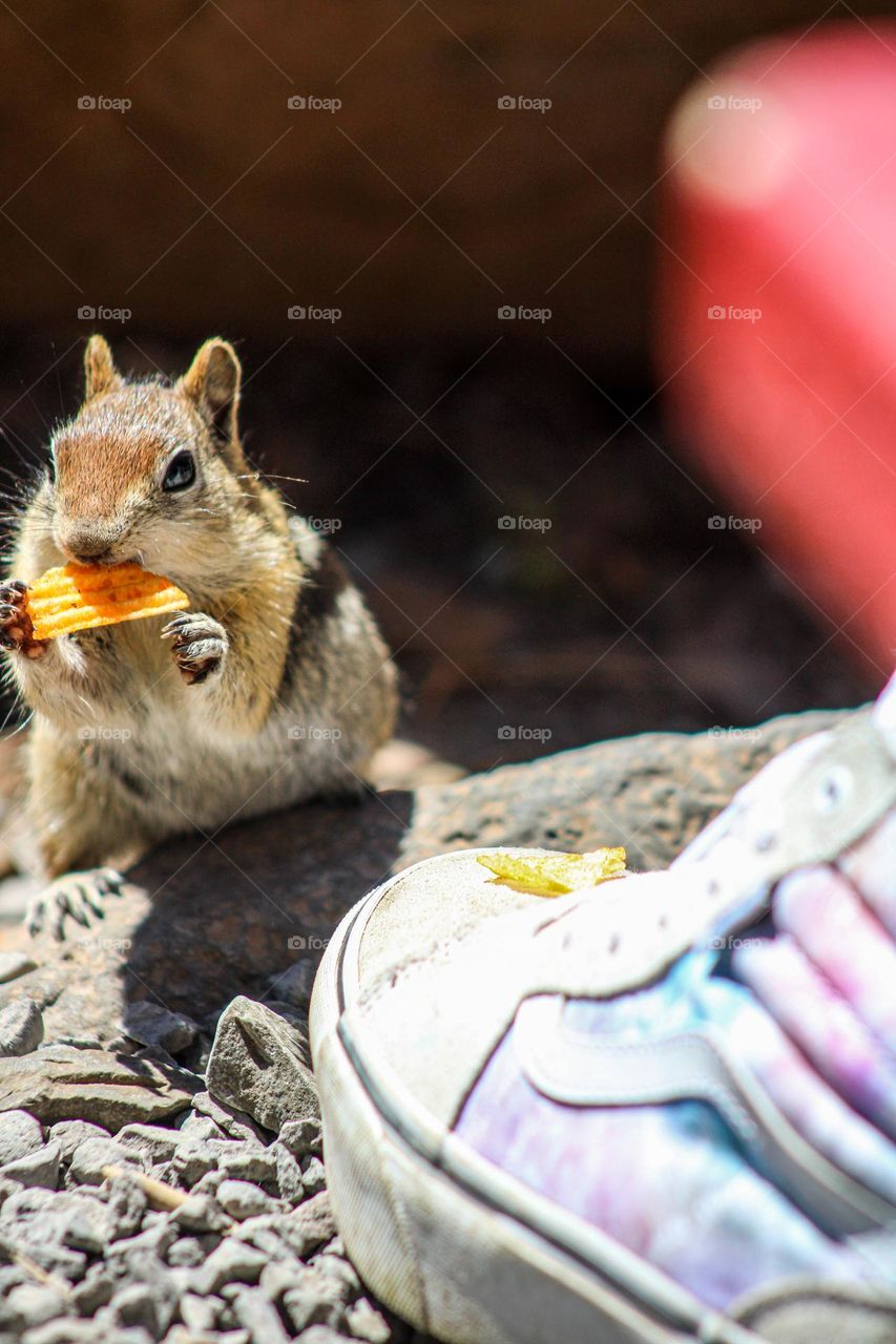 Small chipmunk eating a chip off daughters shoe at Lake of the Woods 