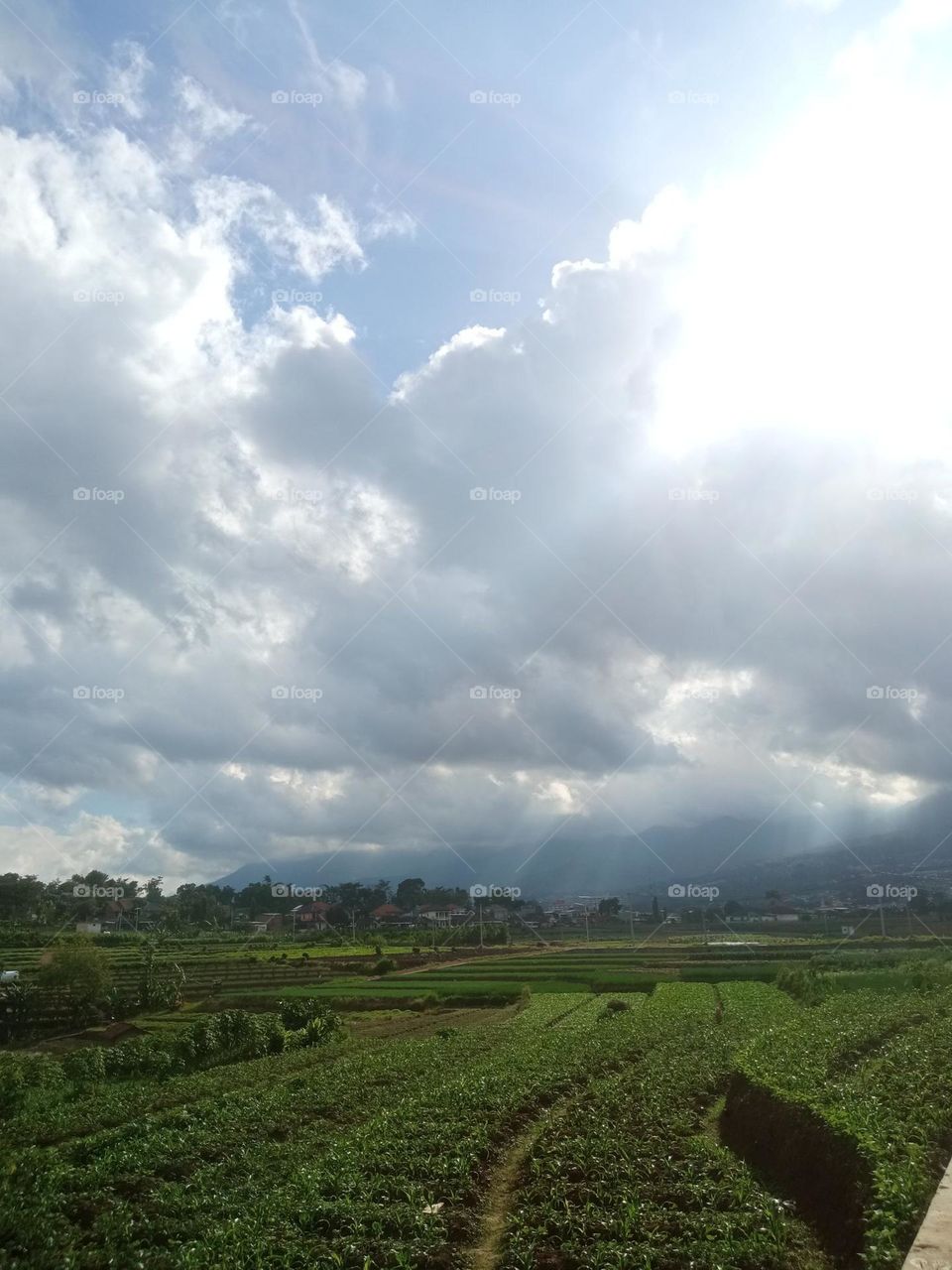 kebun teh