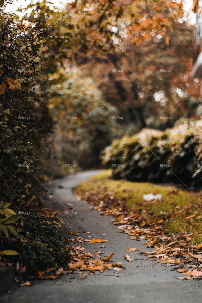 Fallen leaves making a new pathway