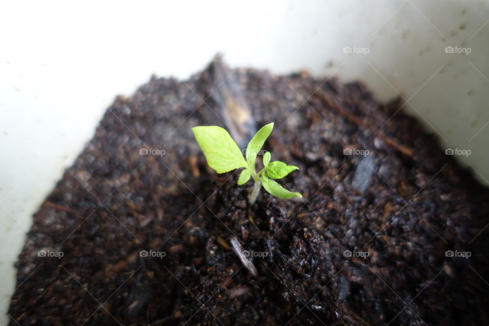 Tomato sprout is growing in a container.