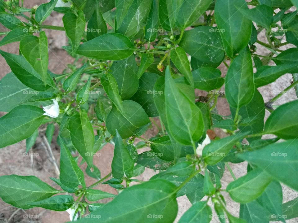 this is chilly pepper on the and budding, getting ready to yield it's fruits.chilly pepper make the soup tasty and peppering.