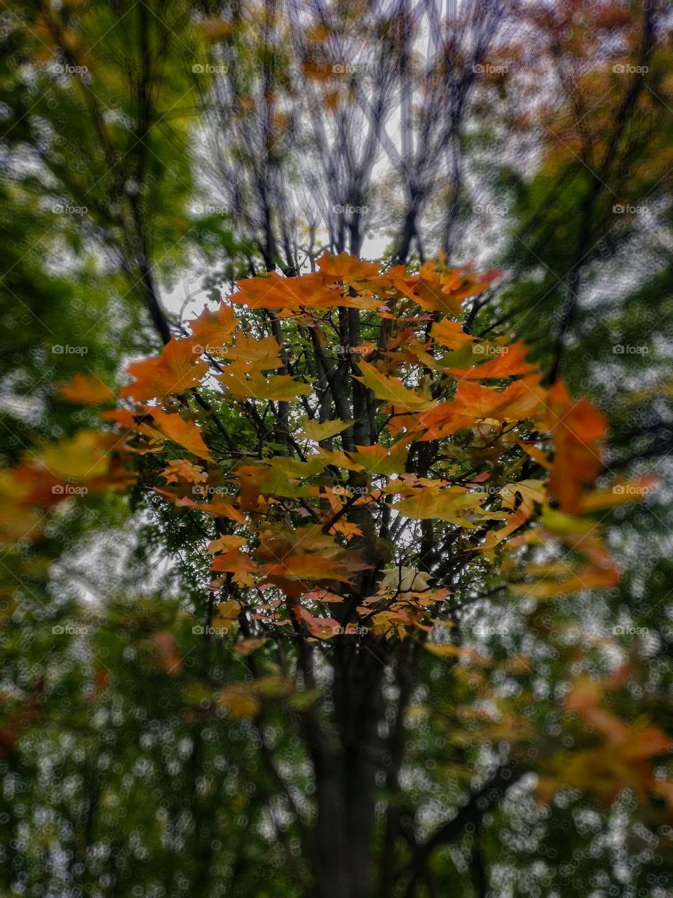 Autumn