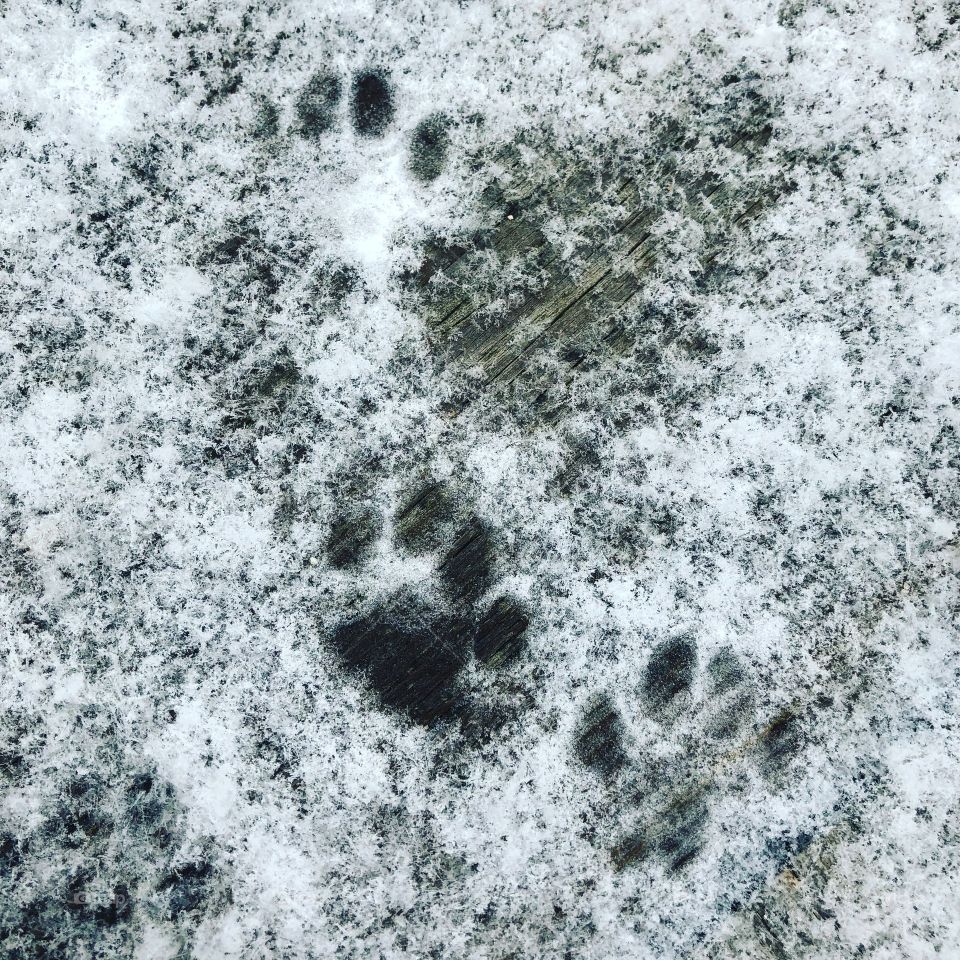 Cat paw prints in the snow 