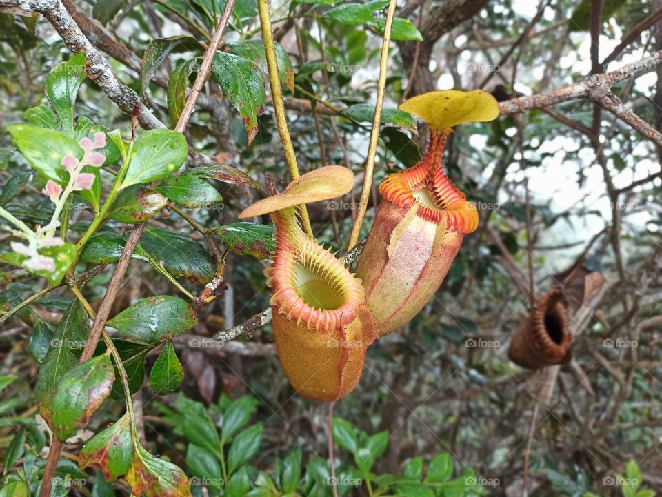 Blooming pitcher plant, Nepenthes Villosa of Mount Kinabalu, Sabah Borneo, Malaysia