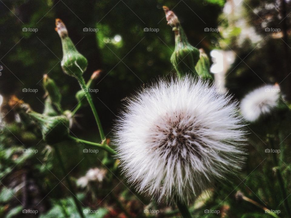 Close-up of dandelion flower