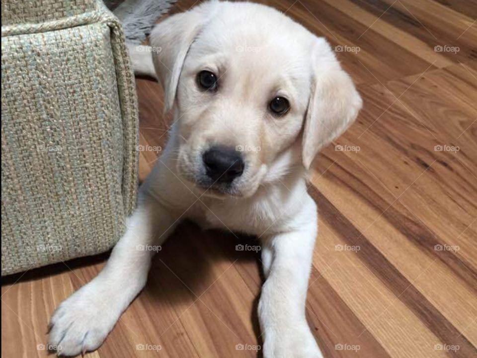 White lab
