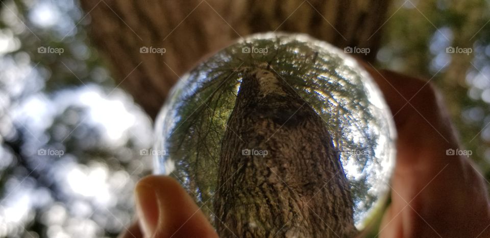 Redwood Giant through The Orbs Eye