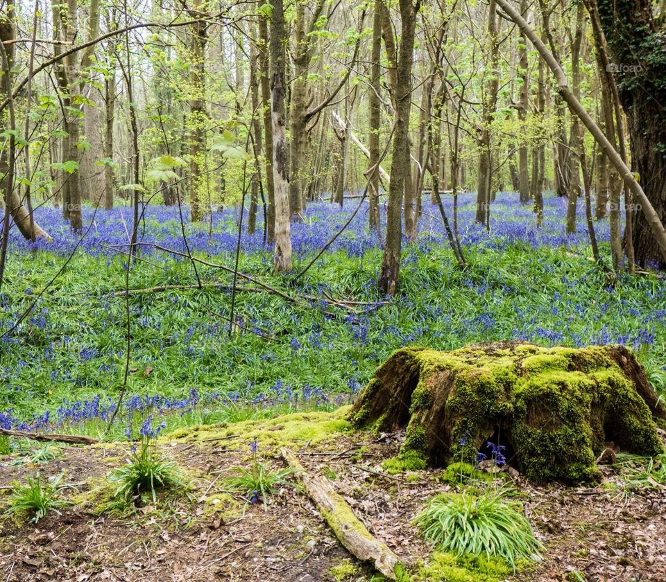 Tree trunk against bluebells