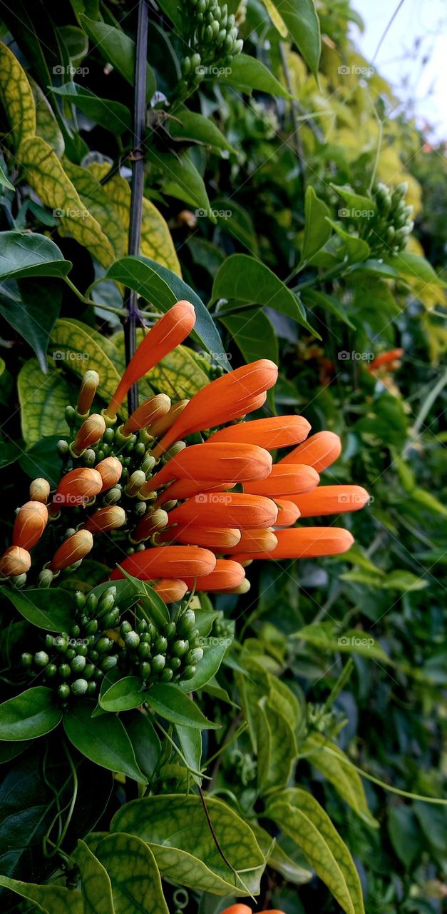 An orange flowers