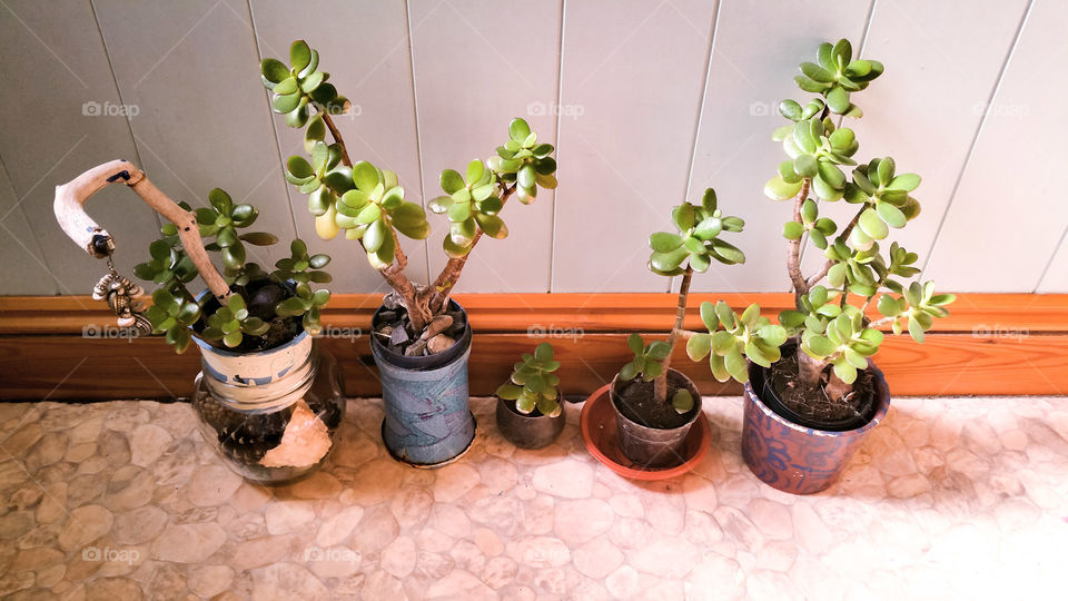 Crassula potted plants against wall