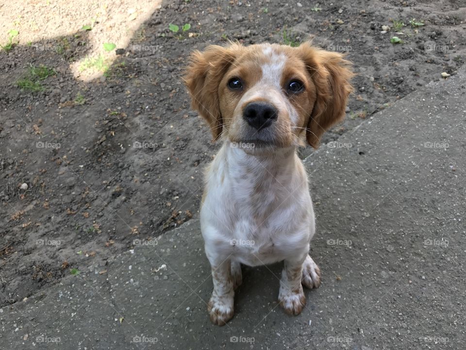 Little white and light brown puppy of bread brittany spaniel sitting on the gray ground.