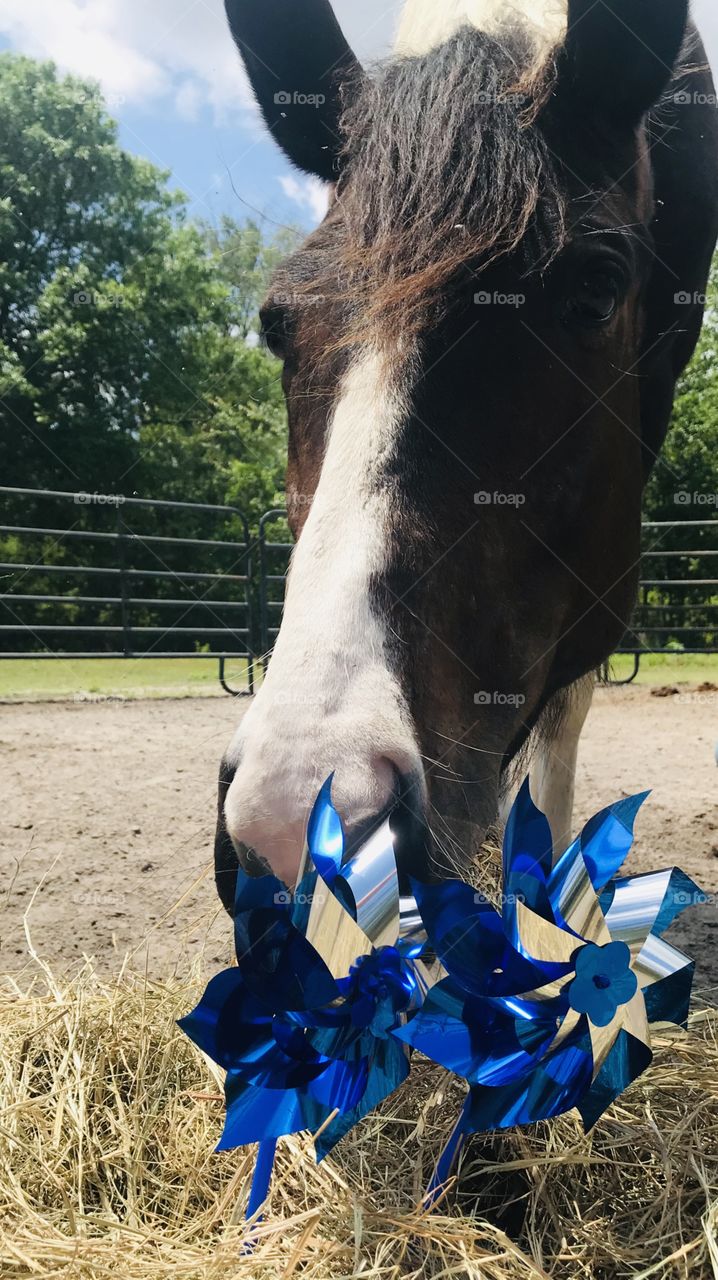Bella the paint horse honoring Child Abuse Awareness month represented by blue pinwheels in the South Georgia woods. 