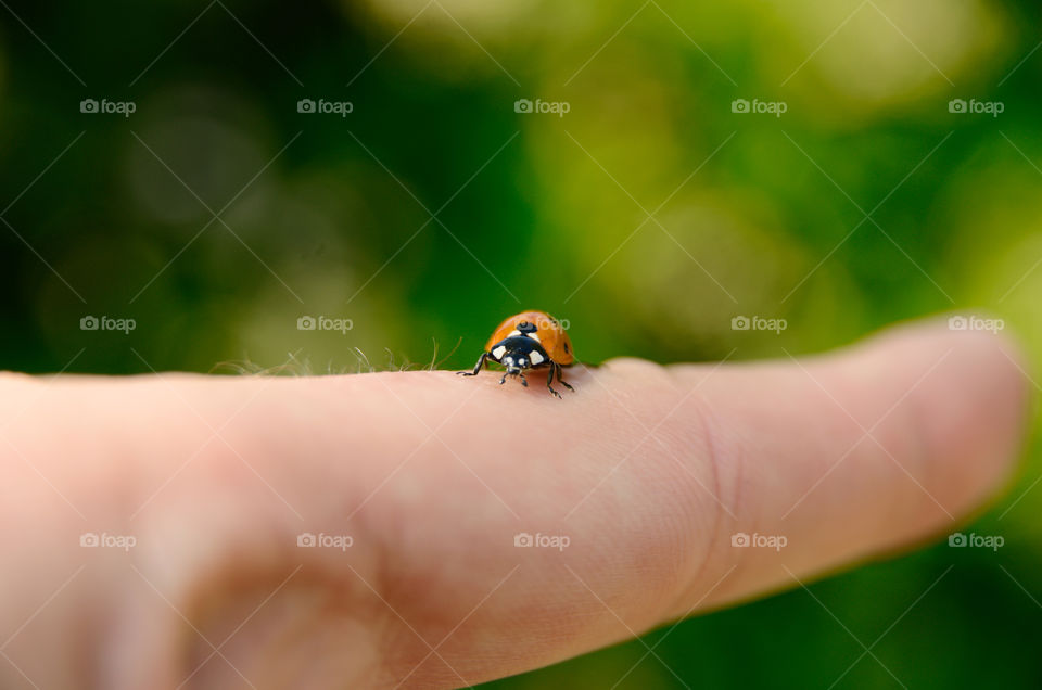 Ladybird crossing the finger bridge. 