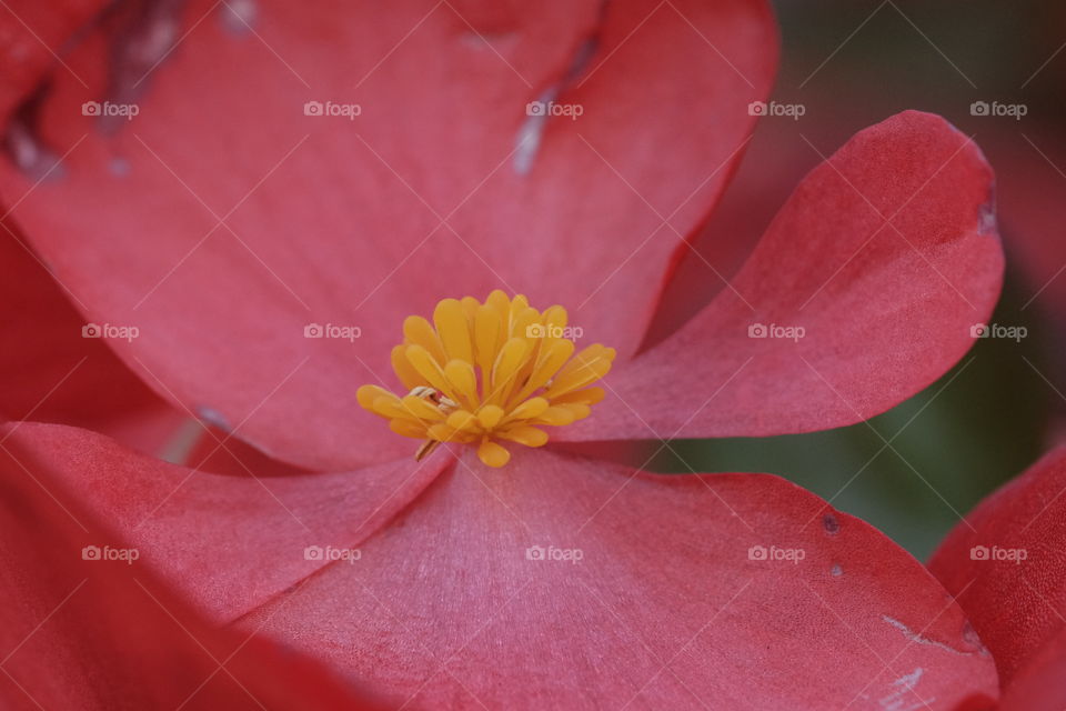 Close up shot of this lovely flower 