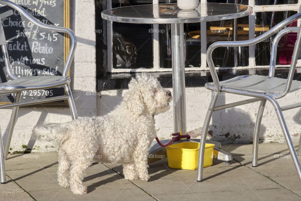 Dog. Street 