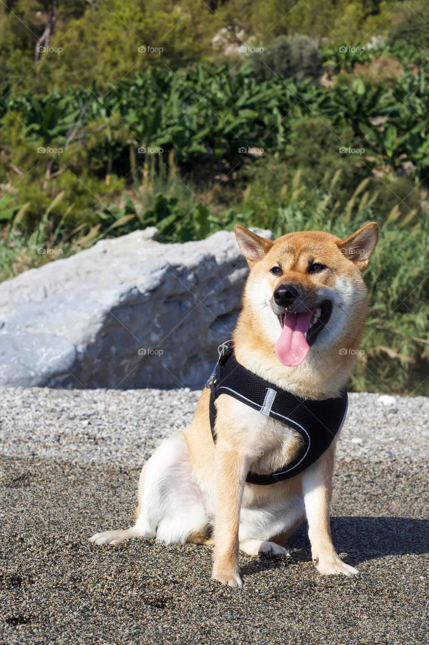 Puppy Shiba inu