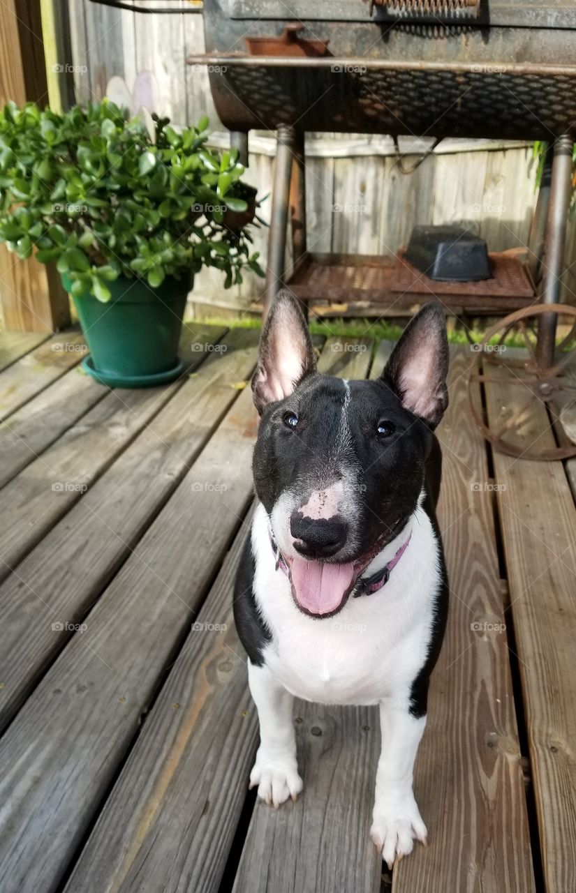 Black and white Miniature Bull Terrier,  Milli Tot