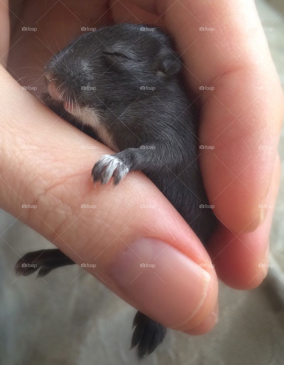 Baby Gerbil Pup